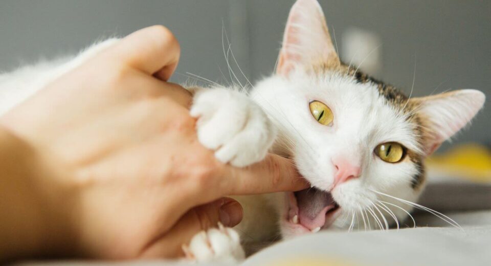 Why Does My Cat Bite Me Then Lick Me? 5 Reasons Why TheWellthieone
