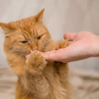 Can Cats Eat Peanut Butter? TheWellthieone