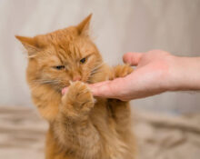 Can Cats Eat Peanut Butter? TheWellthieone