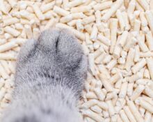Tofu Cat Litter Might Be Your New Best Friend!  Your Questions Answered TheWellthieone