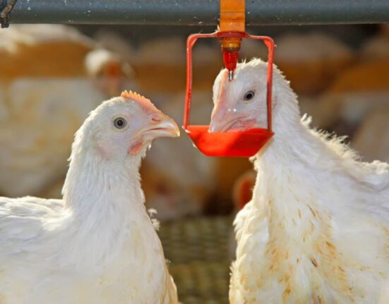 A Heated Chicken Waterer Will Sustain Your Flock When It’s Cold- 2 Best Picks