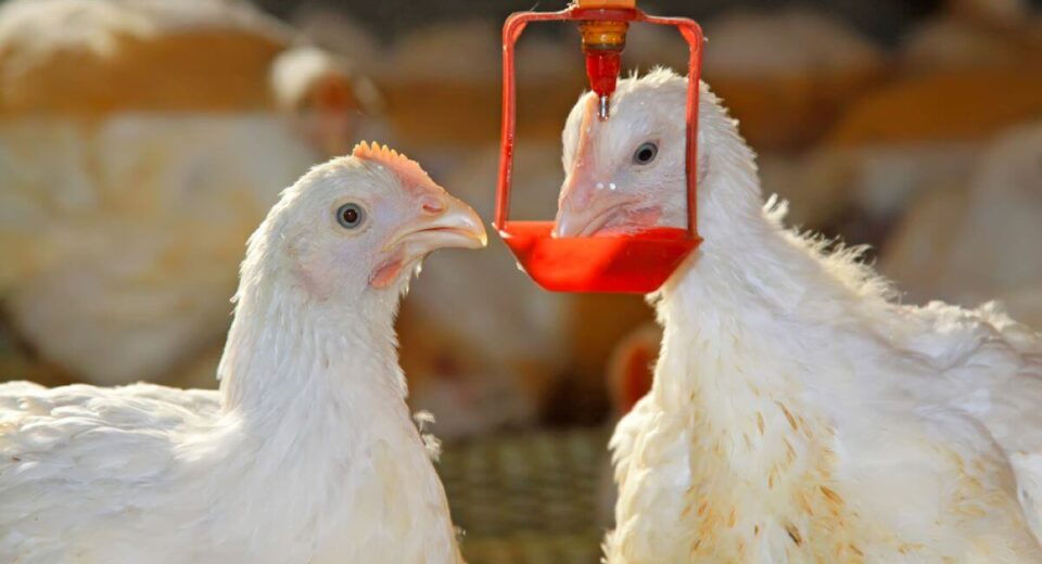 A Heated Chicken Waterer Will Sustain Your Flock When It’s Cold- 2 Best Picks