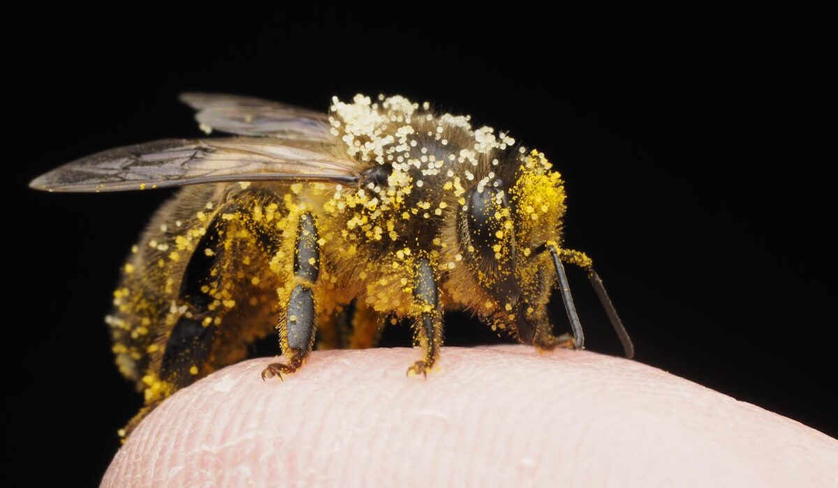 Honey bee covered in bee pollen for seasonal allergies