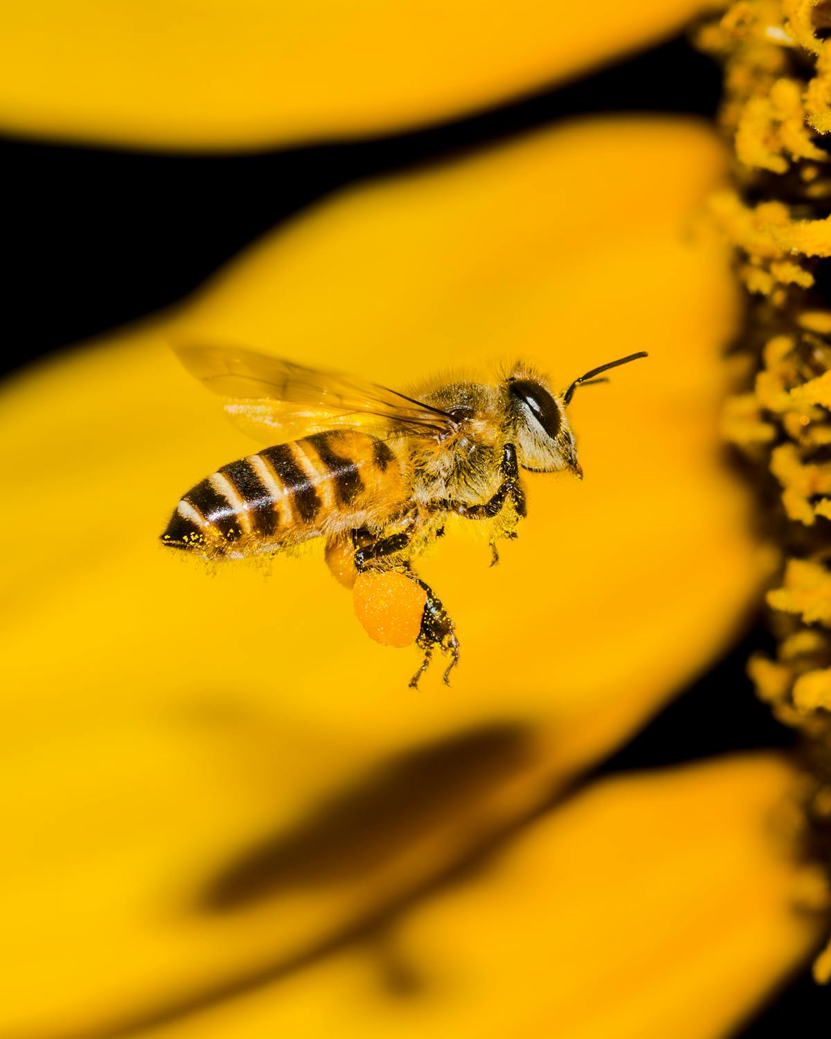 Honey bee pollen collection for seasonal allergy support