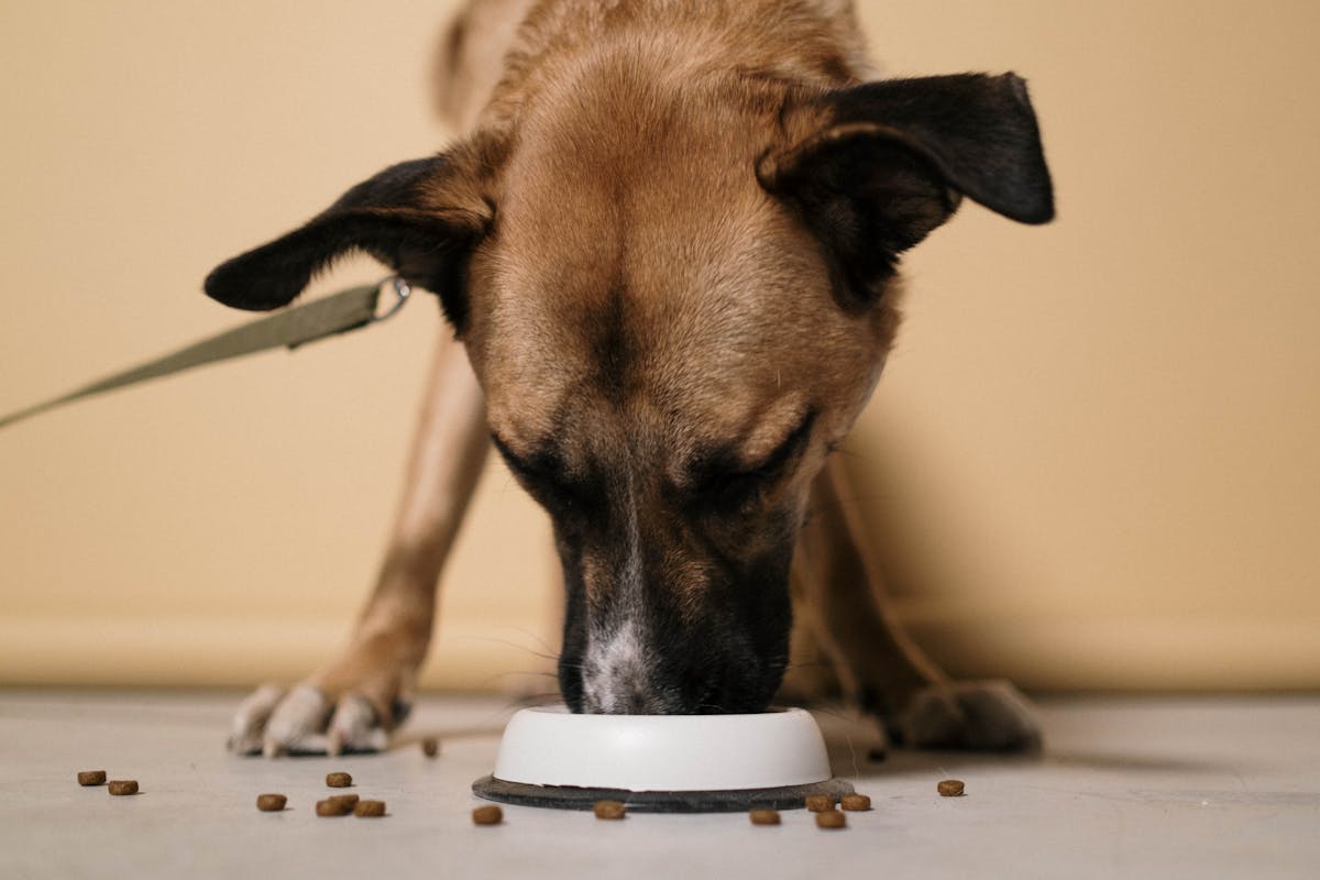 Dog eating kibble topped with salmon oil for dogs for a shinier coat