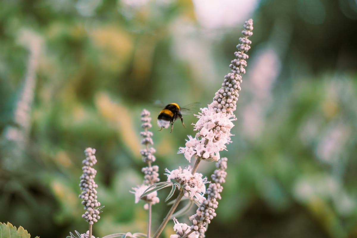Bumblebee gathering pollen in spring