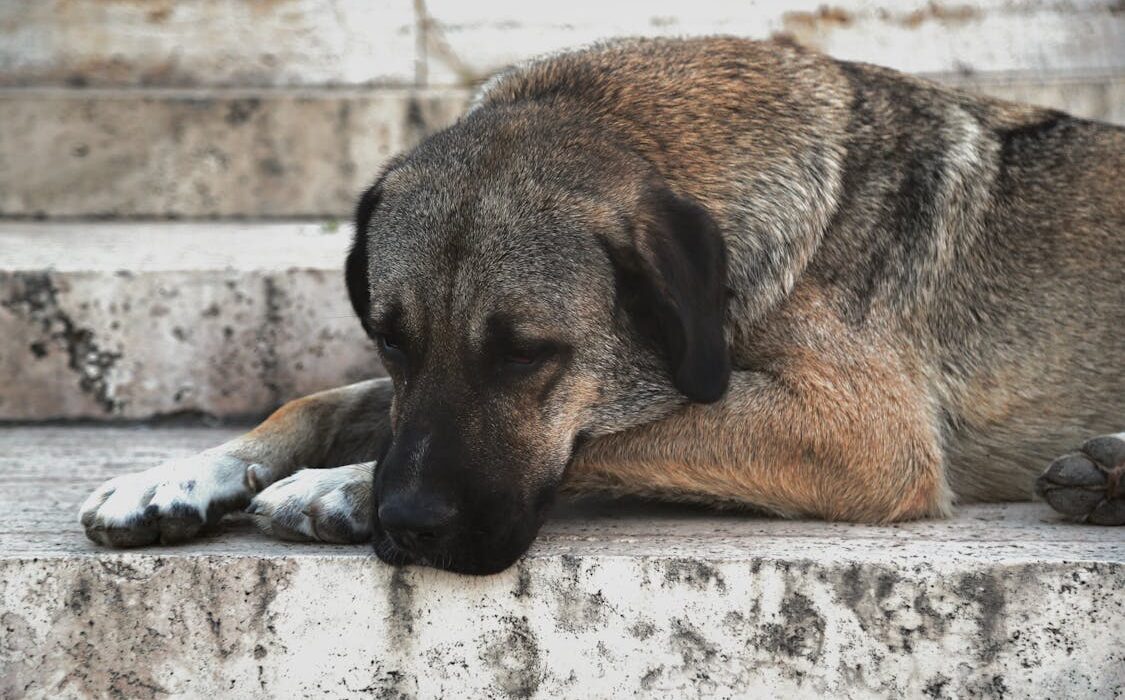calm dog relaxing after natural calming supplements