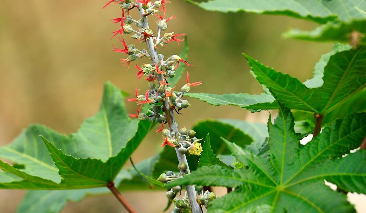 castor oil pack for constipation on wooden surface