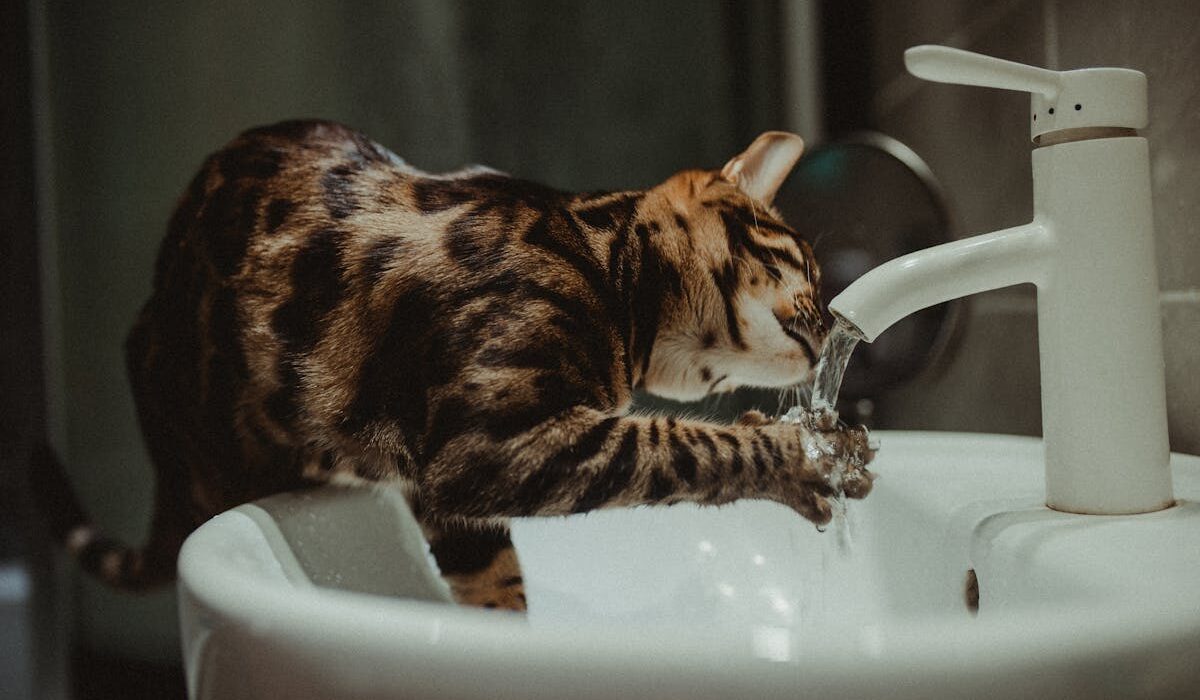 Tabby cat drinking water from a faucet, illustrating feline hydration