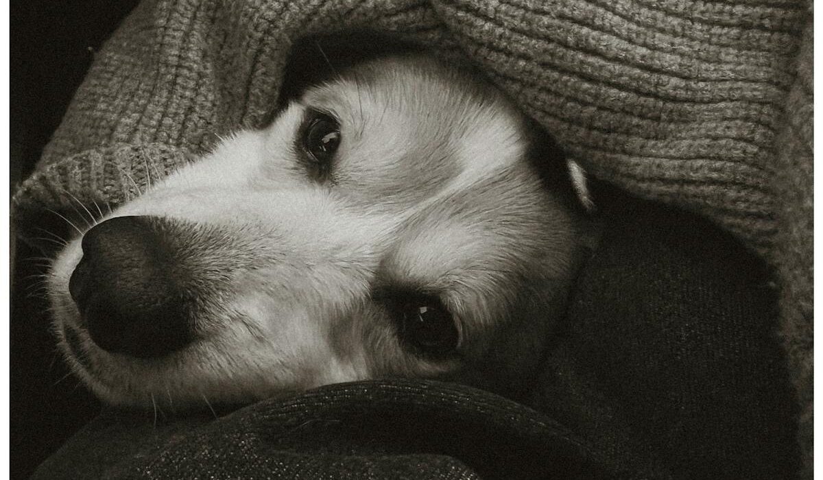 Calm relaxed dog benefiting from CBD oil for dogs