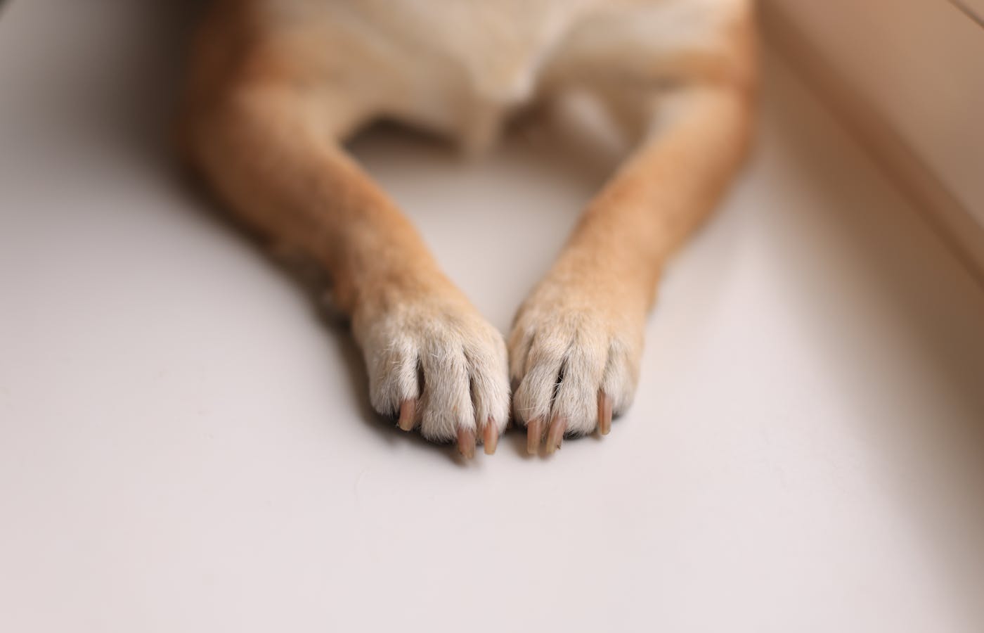 Close up of dry cracked dog paw pads needing coconut oil treatment