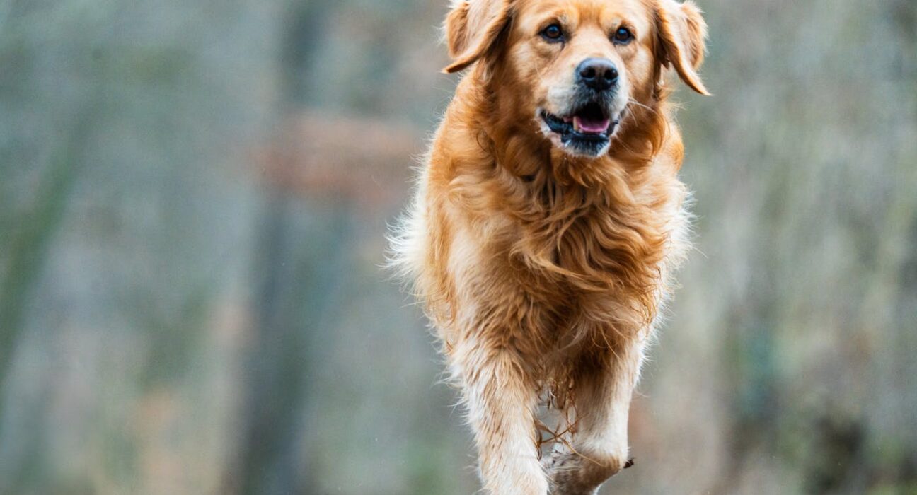 Happy dog walking outdoors after coconut oil for dog paws routine