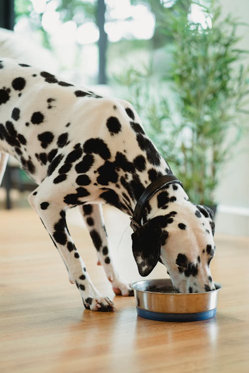Dalmatian dog eating from bowl for healthy digestion support