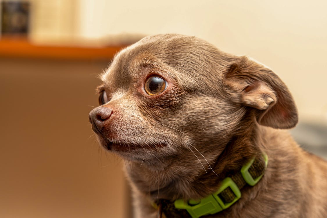 natural calming supplements for dogs with anxiety