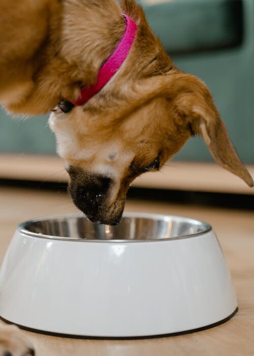 Goat milk for dogs dog eating from bowl