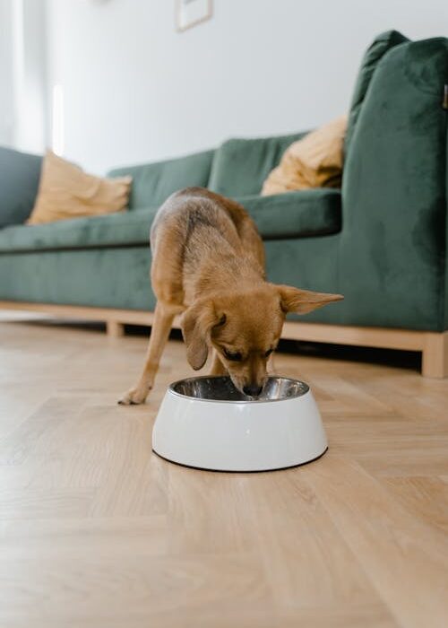 Dog eating food from bowl bone broth for dogs at home