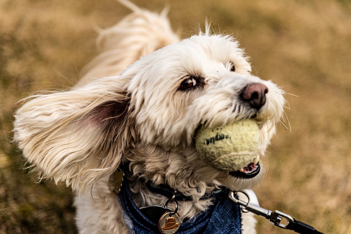 Dog eating from food bowl with slippery elm for dogs supplement mixed in