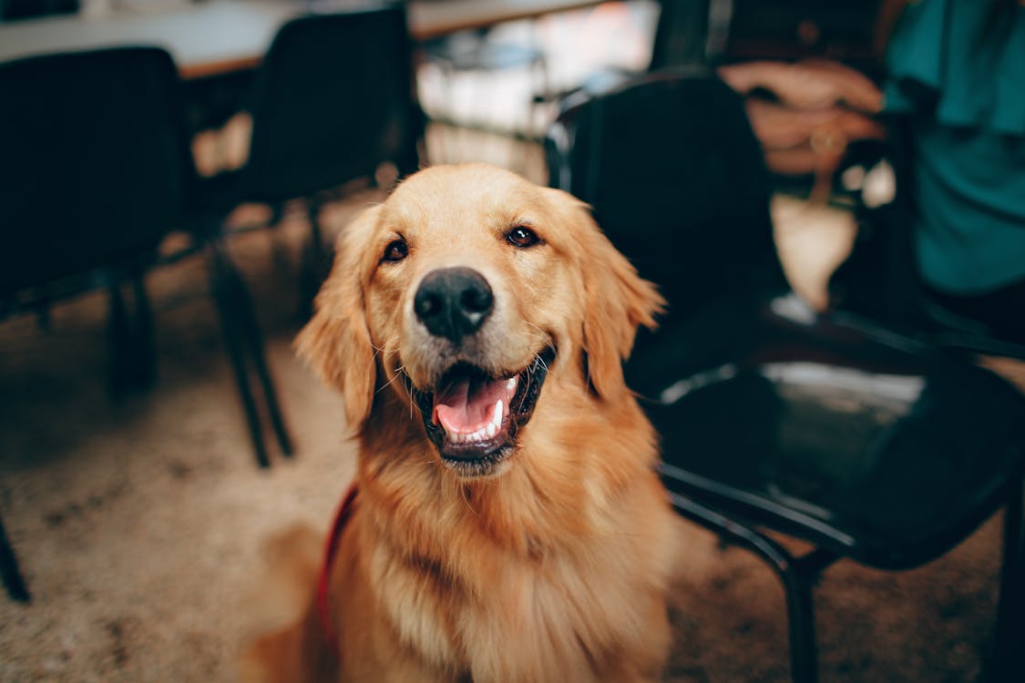 Dog eating a healthy treat with sardines for dogs benefits