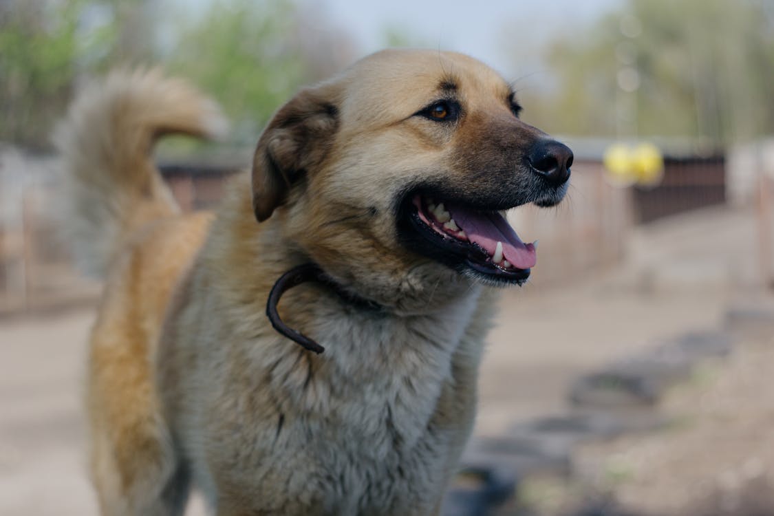 Healthy dog enjoying a sunny day outdoors with a shiny coat