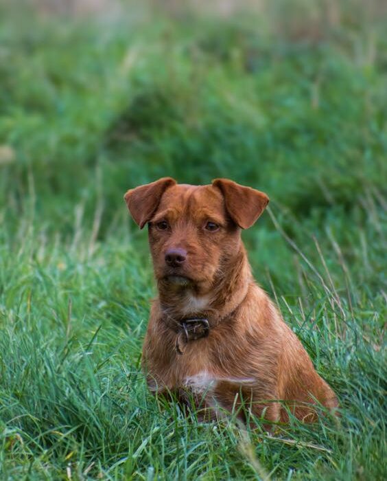 dog sitting in green grass natural flea prevention at home
