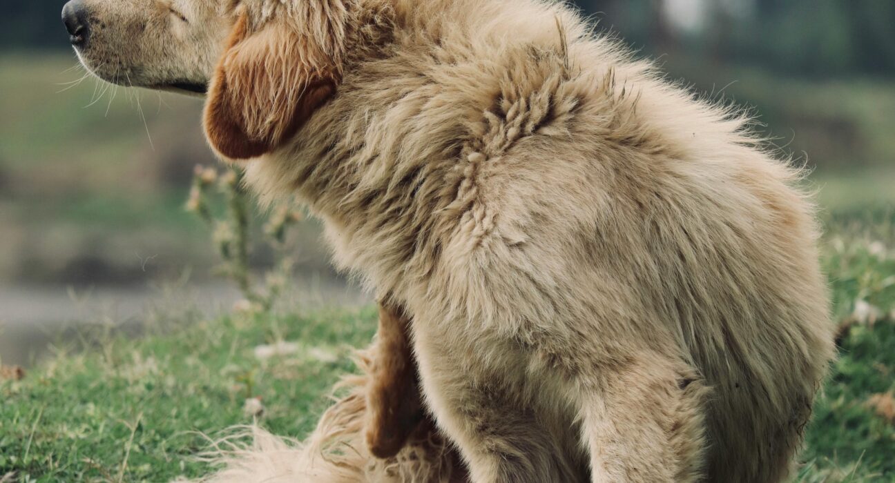 Golden retriever scratching in a green meadow outdoors showing canine skin irritation