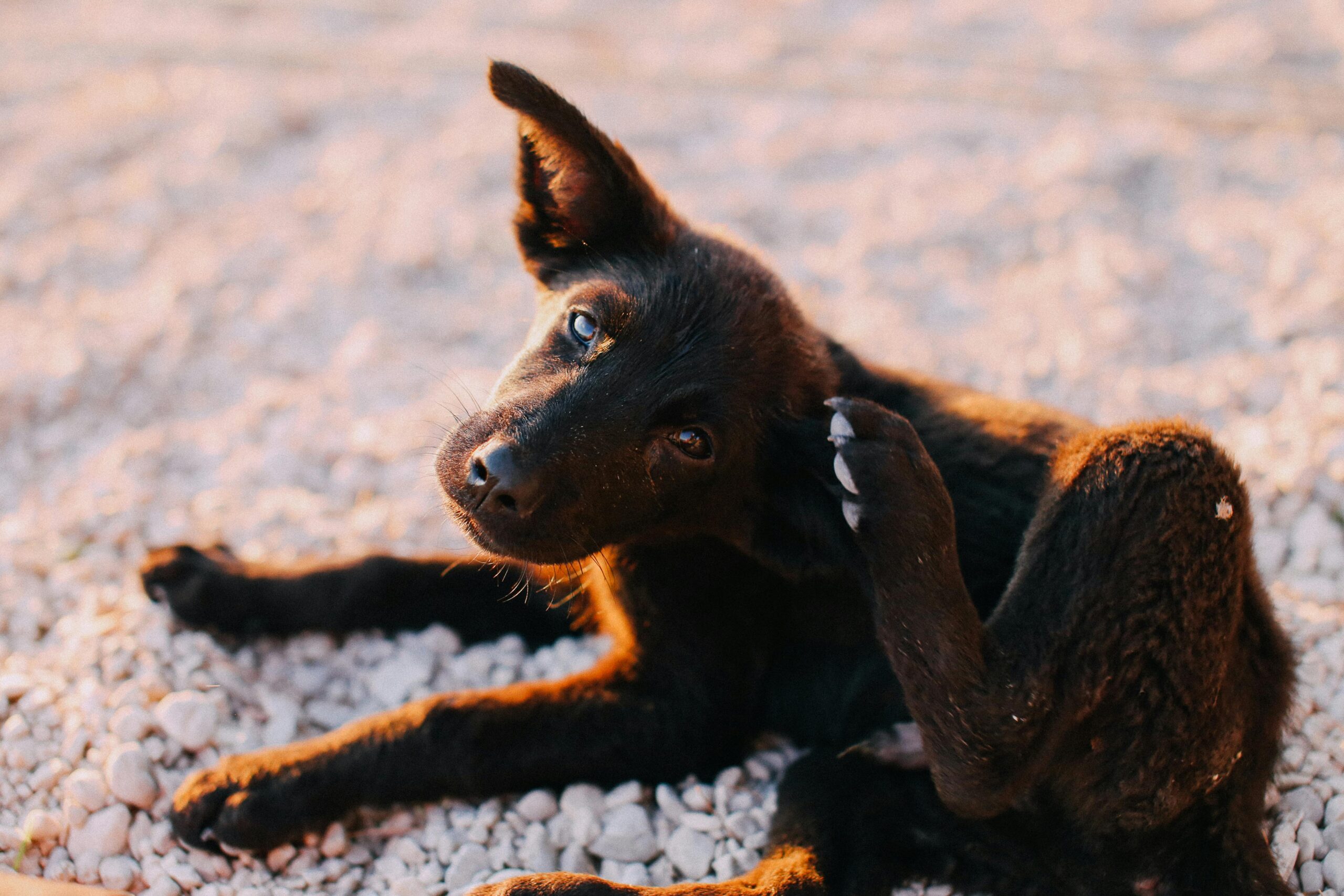 Close up of a puppy scratching its ear on a sunny day