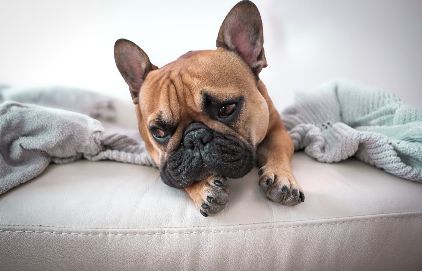 Dog resting comfortably after coconut oil for dog paws application