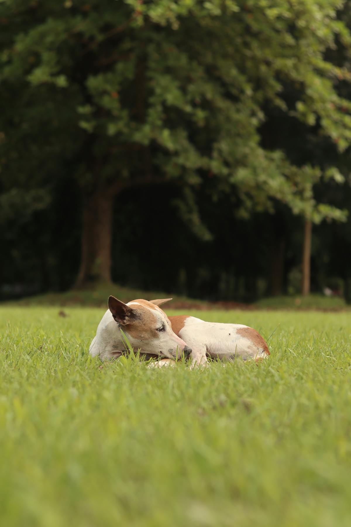 Calm dog resting on grass showing benefits of CBD oil for dogs