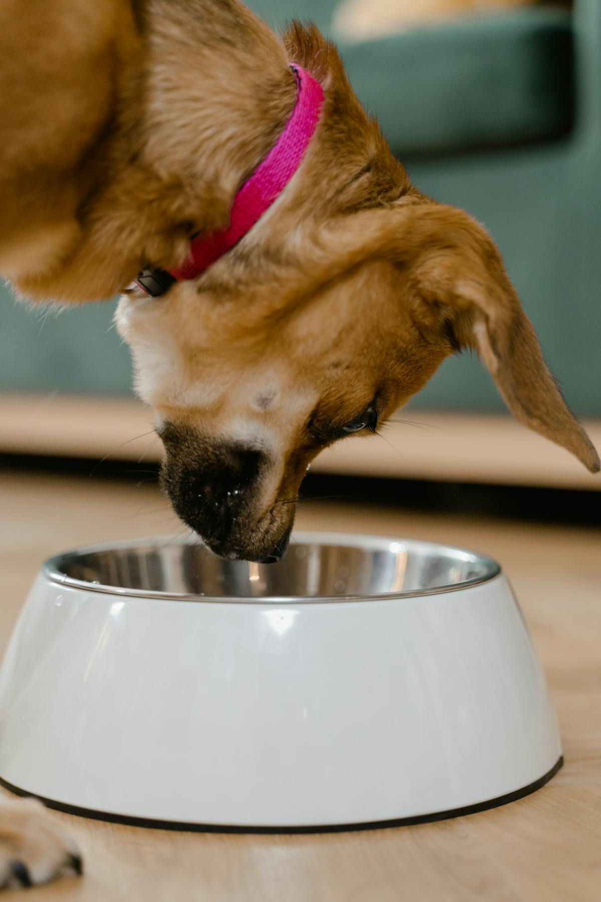 A happy dog eating sardines for dogs as a healthy food topper