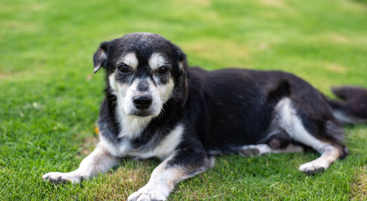 senior dog on grass representing turmeric for dogs joint support