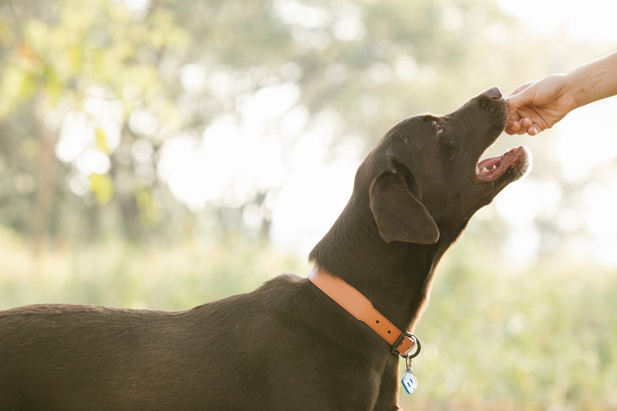 Dehydrated sardine dog treats for training and food topping