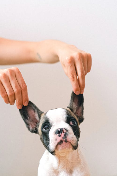 Fish oil omega supplement for dog joint and coat health