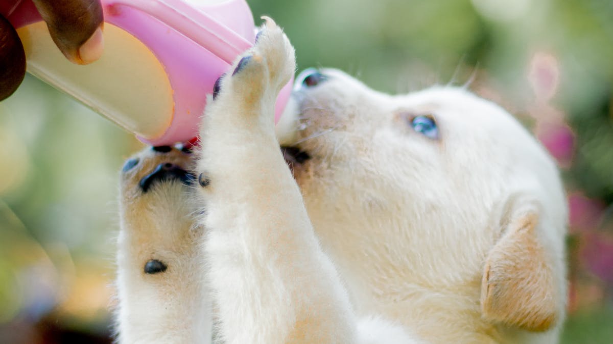 Colostrum for dogs served to a young puppy for early immune support