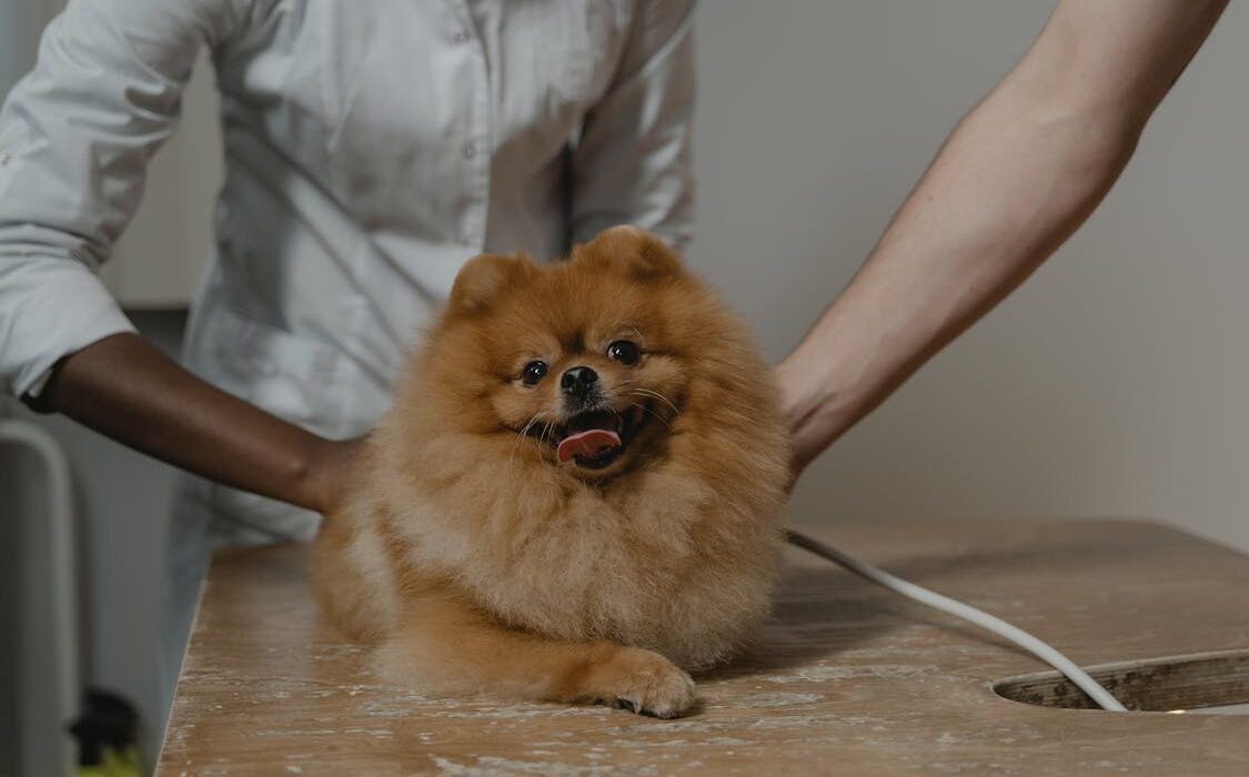 Golden retriever relaxing, representing slippery elm for dogs digestive health