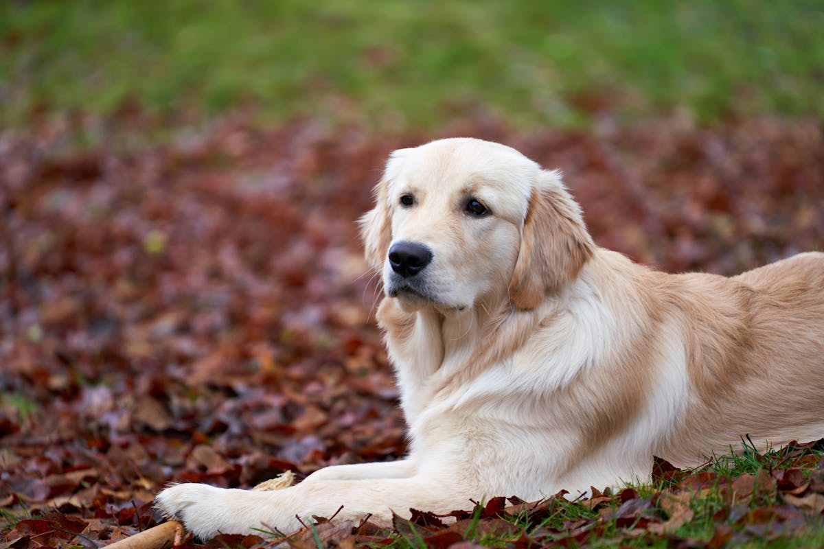 Golden retriever with shiny coat supported by salmon oil for dogs