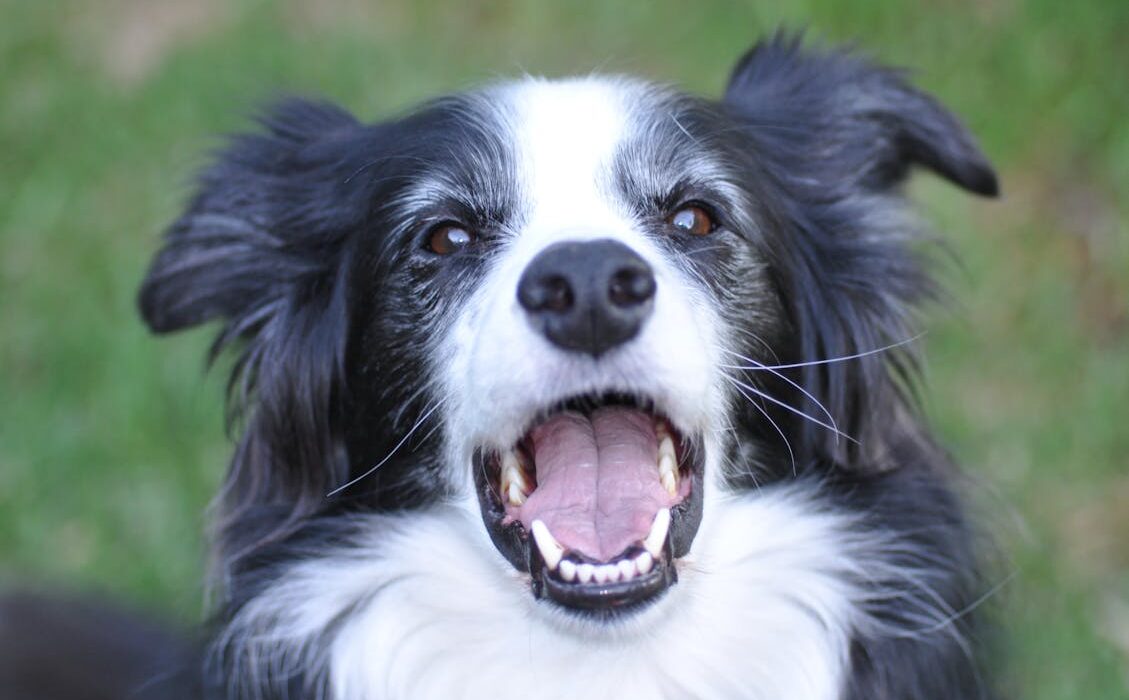 Happy Border Collie dog with good digestive health