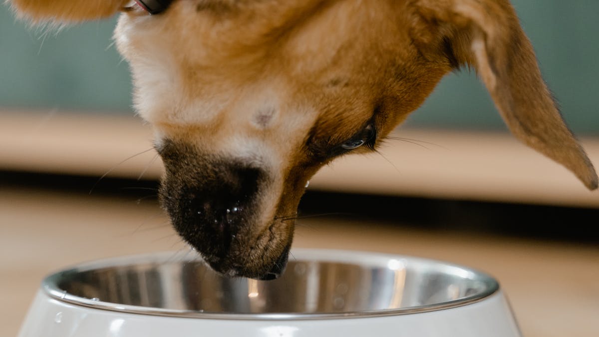 Happy dog eating a meal with colostrum powder added to the bowl