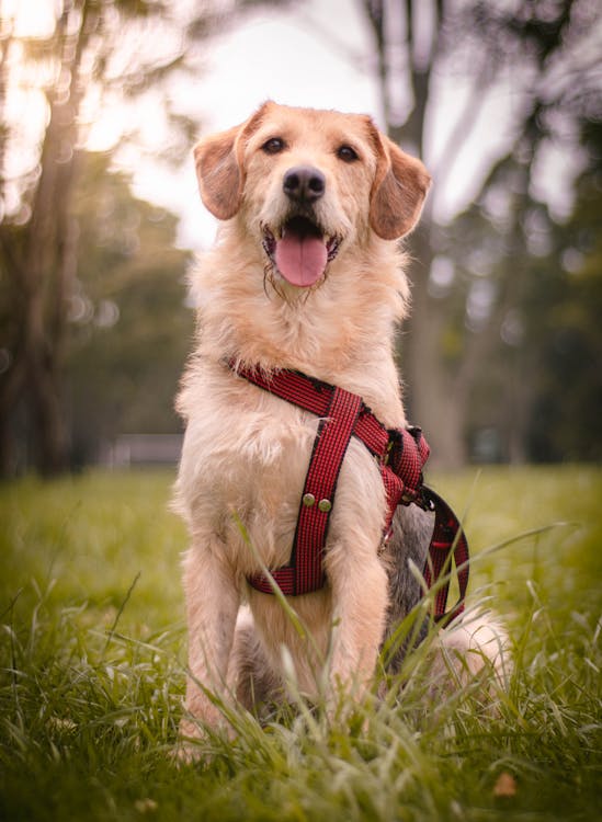 Happy dog sitting in park with healthy skin and coat