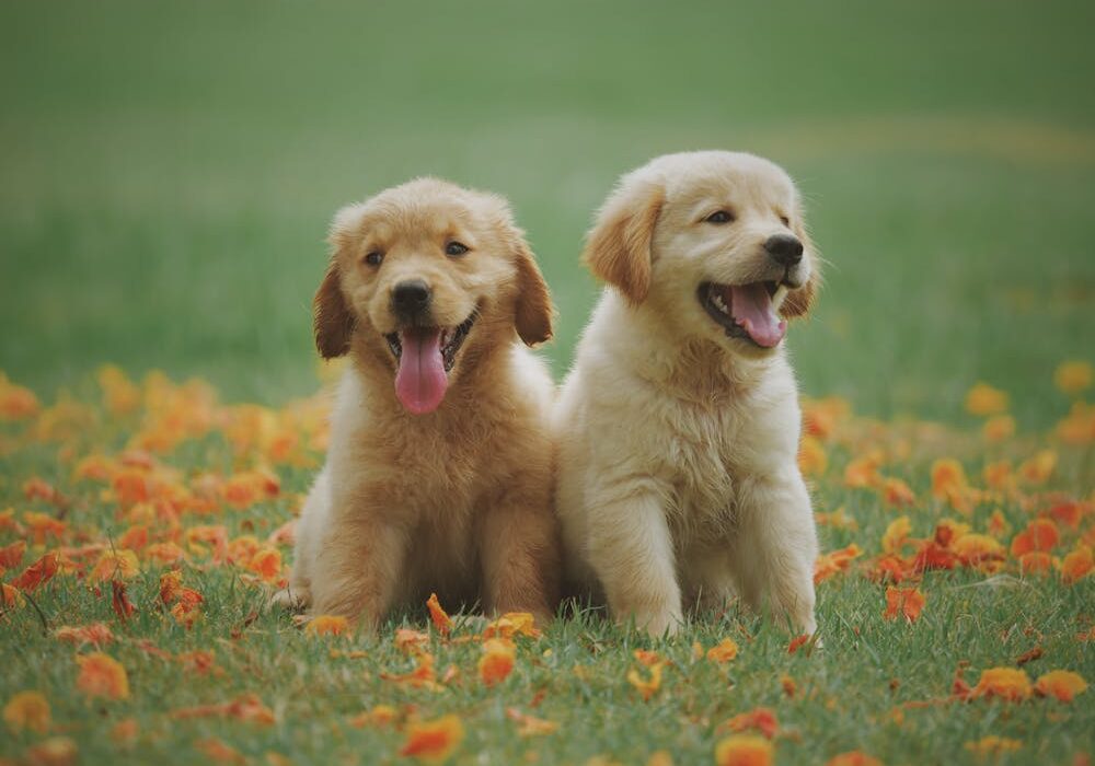Happy dogs playing outdoors with healthy joints