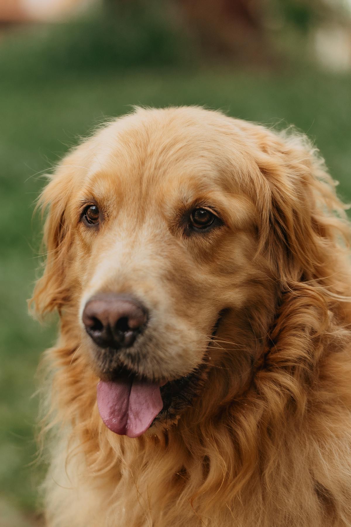 Happy dog with healthy coat from daily salmon oil for dogs