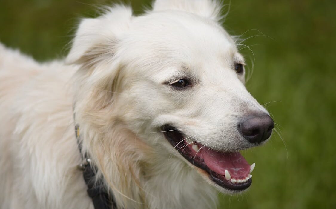 Happy white dog outdoors enjoying apple cider vinegar health benefits