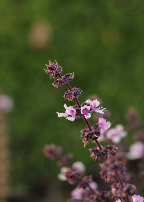 Holy basil for stress and anxiety flowering plant
