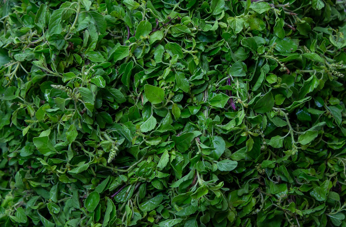 Holy basil for stress fresh organic leaves