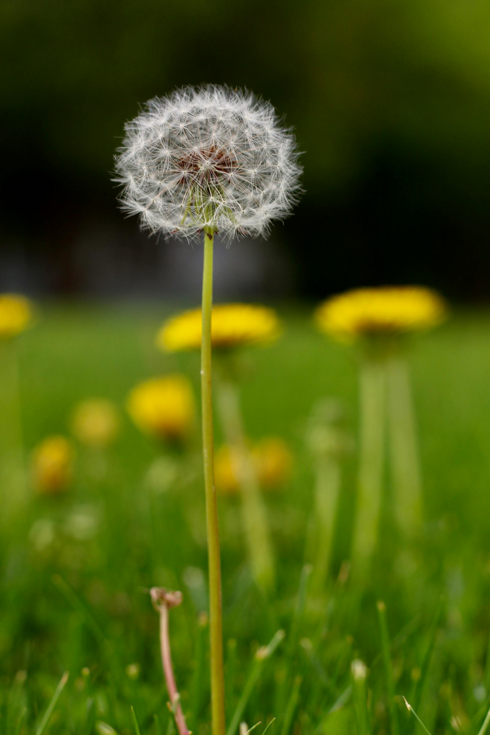 Dandelion in bloom, a natural plant source of quercetin