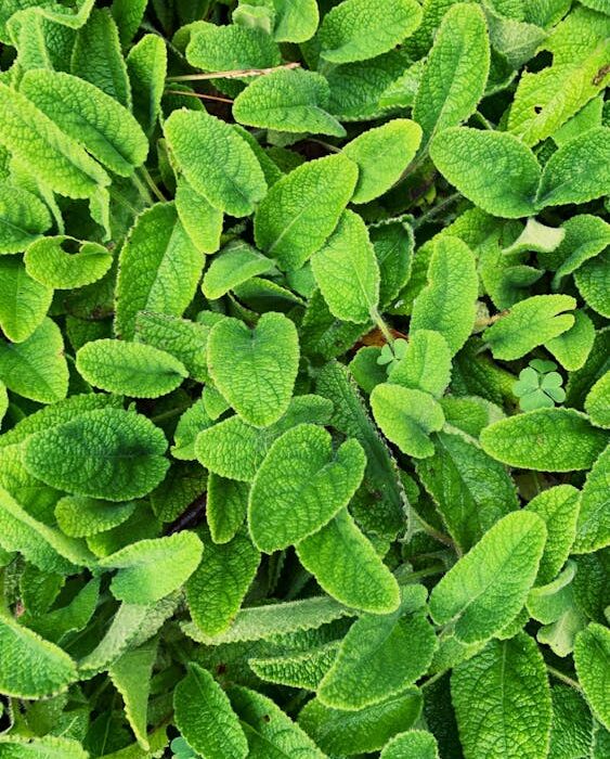 Fresh lemon balm leaves for anxiety and sleep