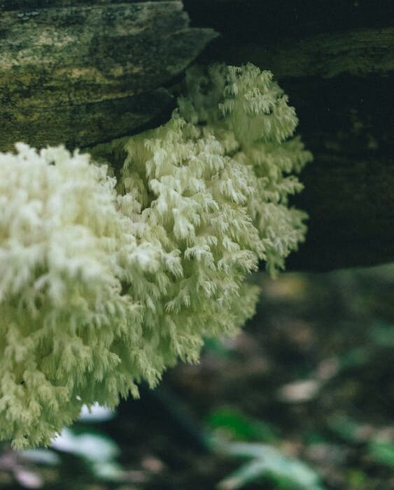 lions mane mushroom for brain fog growing in nature