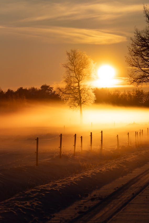 warm morning sun through trees a perfect time for sunlight exposure