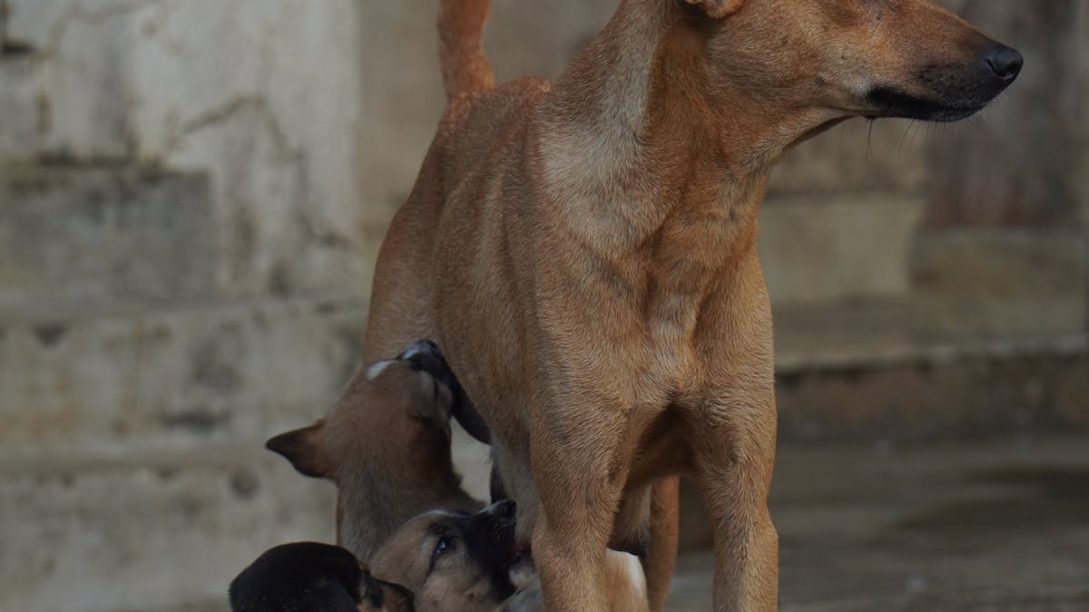 Mother dog with nursing puppies receiving natural colostrum for dogs