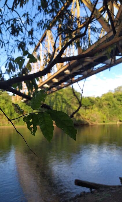 Mullein plant growing in nature for lung health