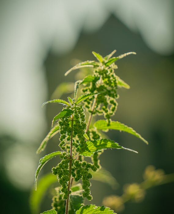fresh stinging nettle plant for nettle tea for spring allergies